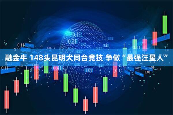 融金牛 148头昆明犬同台竞技 争做“最强汪星人”